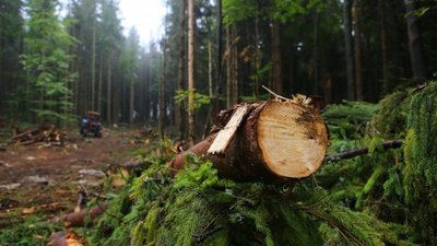 На Львівщині розслідують обставини загибелі чоловіка у лісі