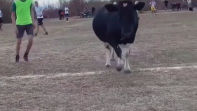 На Рівненщині корова зірвала футбольний матч порушників карантину (ВІДЕО)