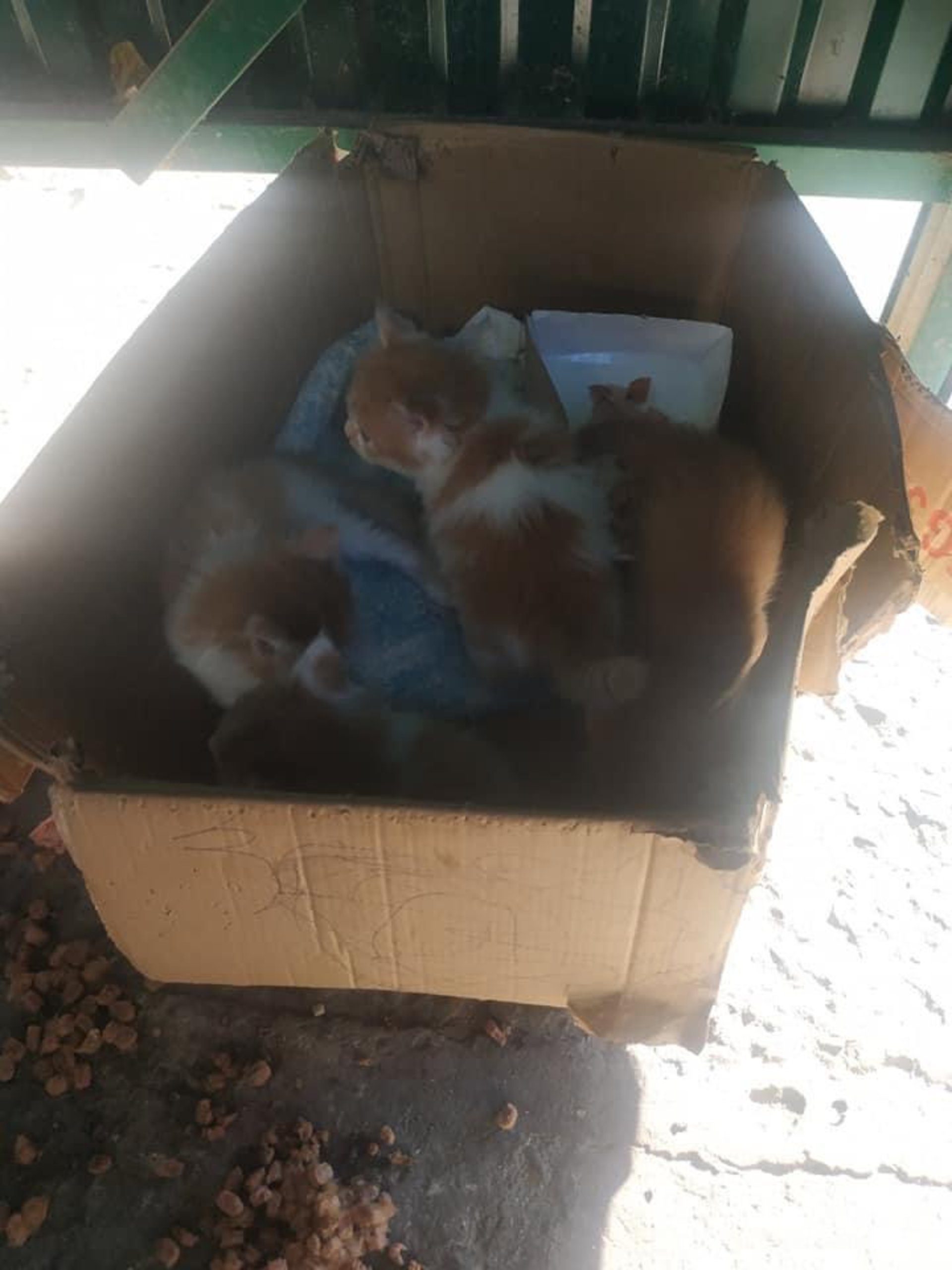 У Новояворівську викинули котів