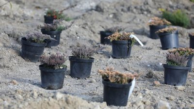 У Львові біля лікарні швидкої медичної допомоги висадили дерева (ФОТО)