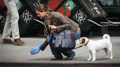У Львові штрафуватимуть власників, які не прибирають за своїми тваринами