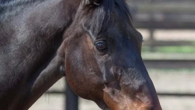 Викрали кобилу та продали її: суд виніс вирок мешканцю Львівщини