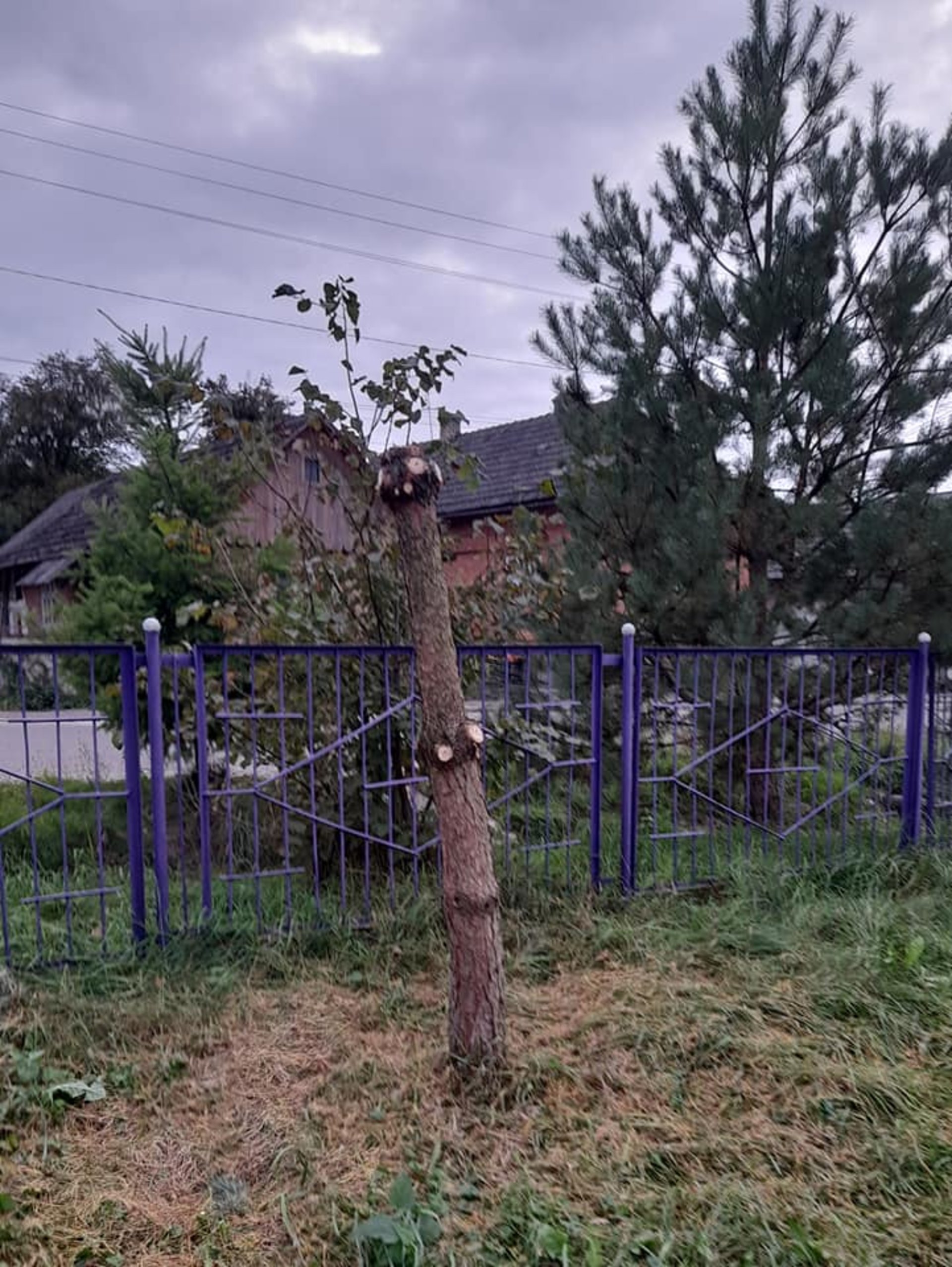 На Львівщині на території дитячого садку вирубали сосни, фото Михайло Галущак