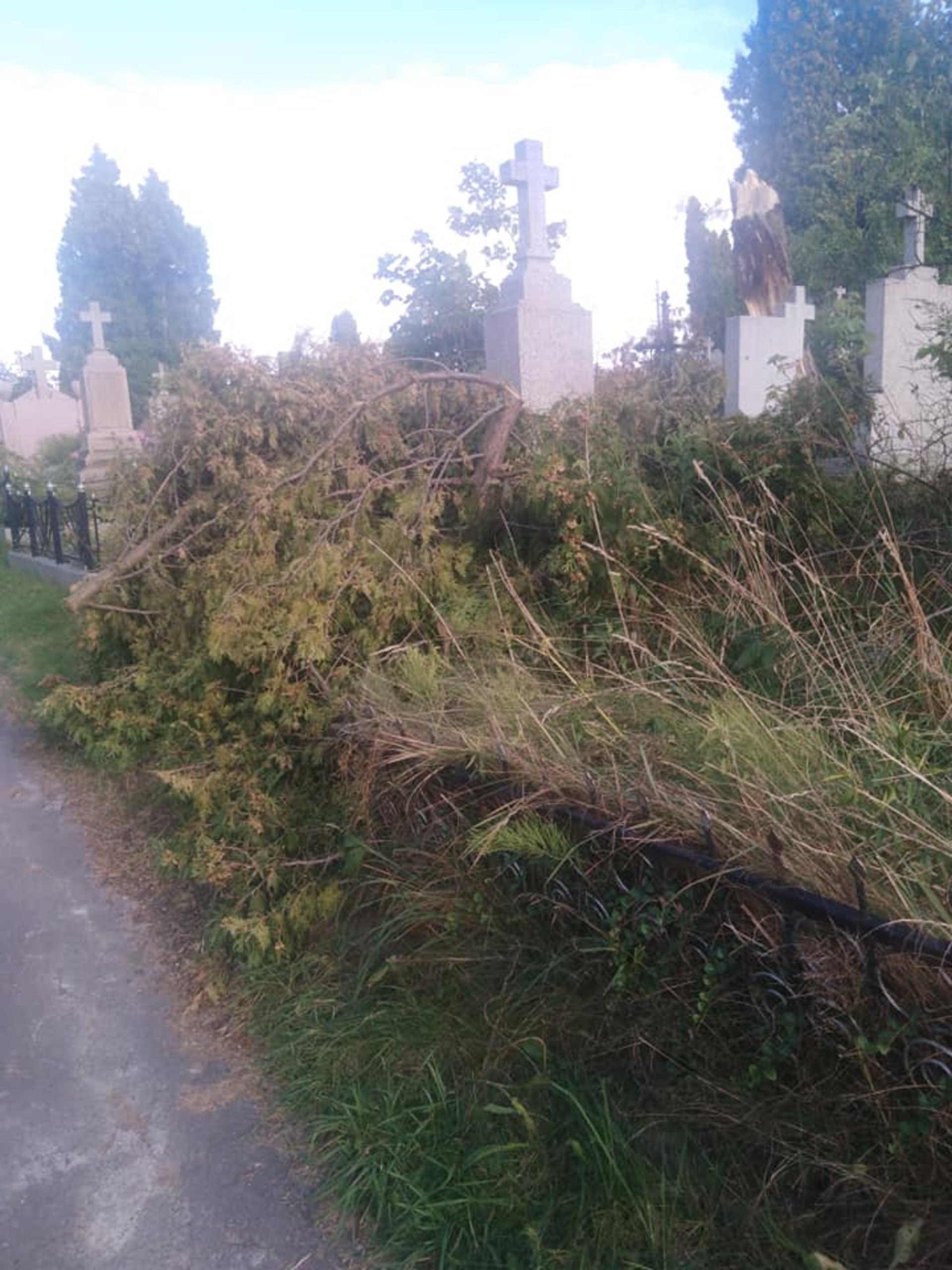 Біля Львова на могилу поскладали зрізану тую, фото Громада Рудно