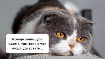 Заброньовані муніципали Садового оприлюднили меми із котиками