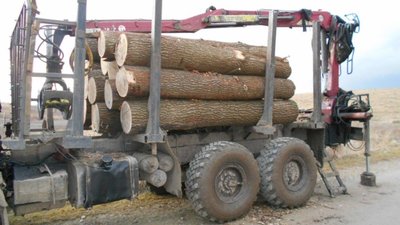 На Львівщині продовжують незаконно вирубувати ліс