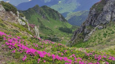 У Карпатах масово зацвіла червона рута (ФОТО)