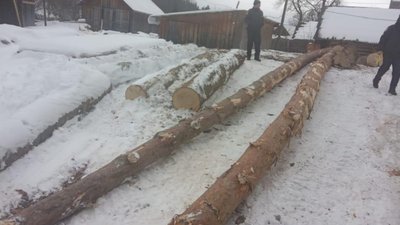 На Львівщині незаконно вирубують ліс