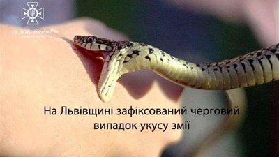 На Львівщині зафіксований черговий випадок укусу змії
