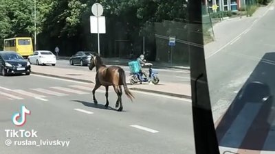 У Львові дорогою бігають коні (ВІДЕО)