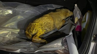 На Львівщині жінка врятувала собаку