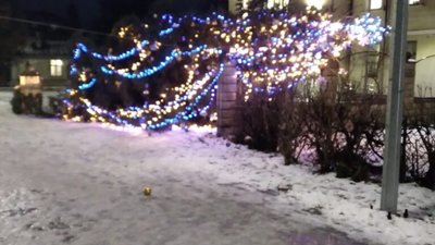 На Львівщині впала ялинка (ФОТО)