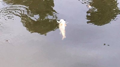 На Львівщині у руслі річки Верещиця не змогли розводити рибу
