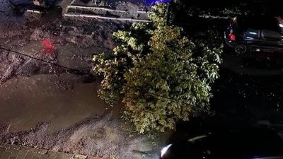 У Львові буревій поламав дерева (ФОТО)