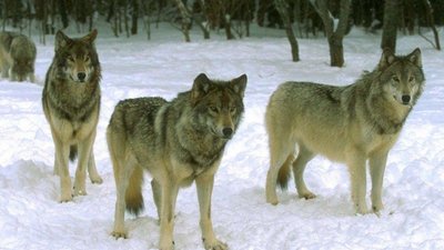 Жовківський лісгосп попереджає про зграю агресивних вовків між селами Бутини та Боянець