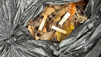 У Львові не вивозять листя