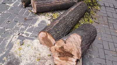 У Львові зрізали здорове дерево