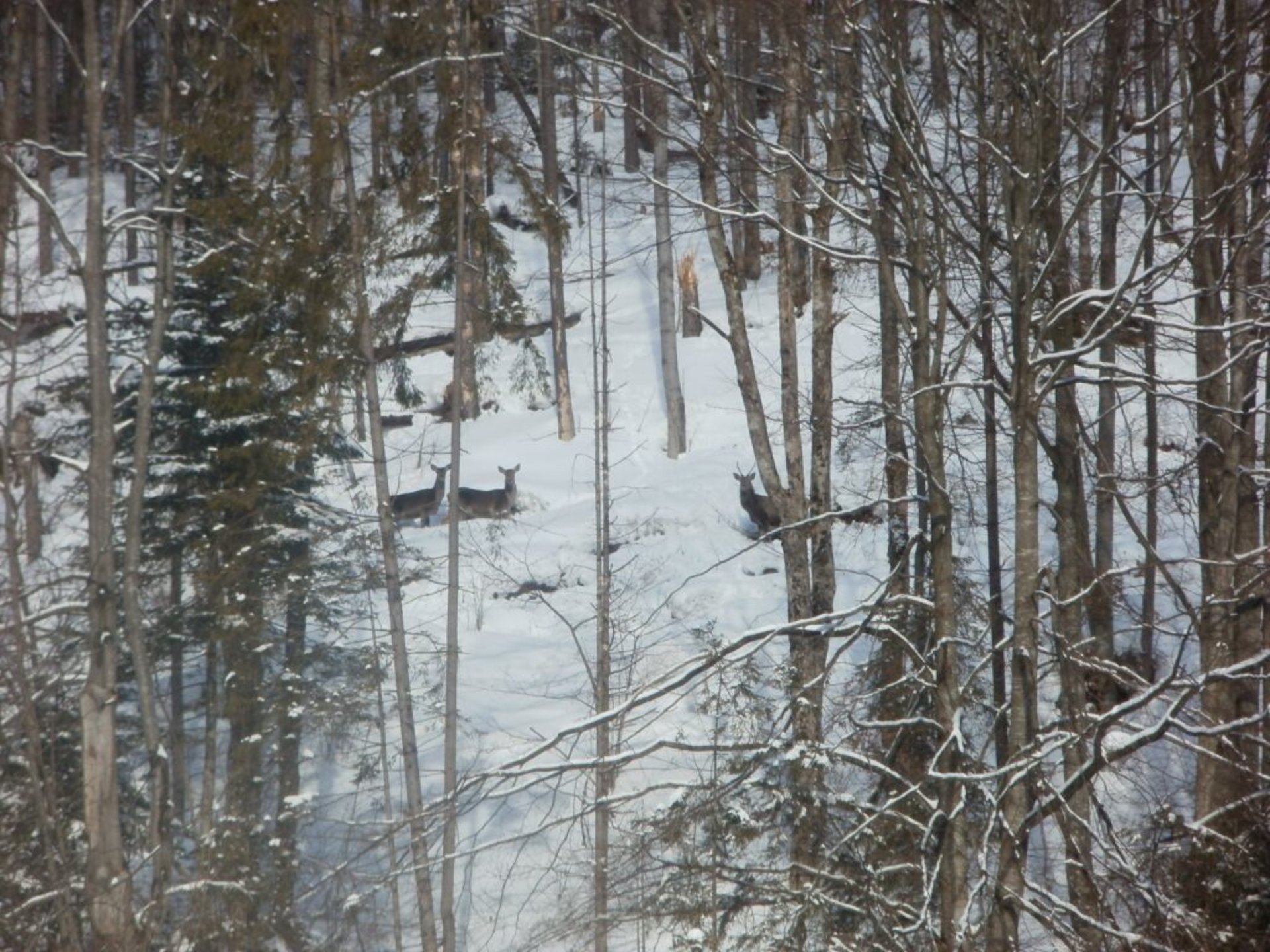 У горах Львівщини помітили стадо благородних оленів, фото парку Сколівські бескиди