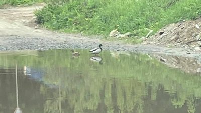 У Брюховичах на затопленій вулиці оселились качки (ФОТО)