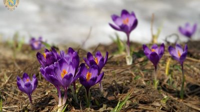 На Львівщині створили нові заповідні об’єкти
