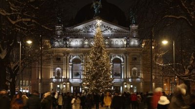 Ялинку для Львова привезуть із Сокільників