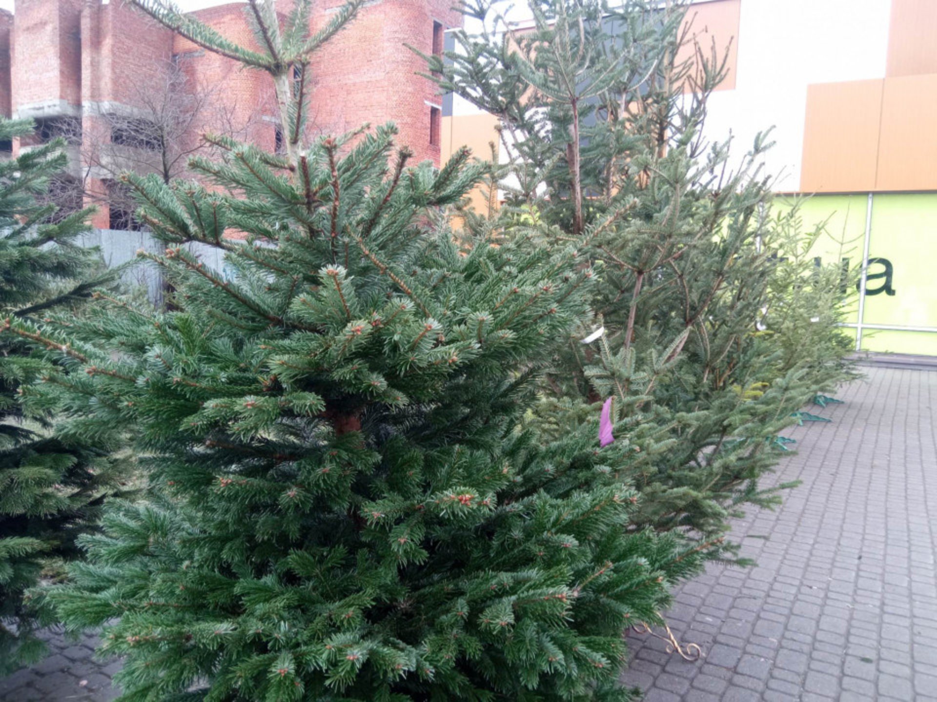 Ціни на ялинки у Львові