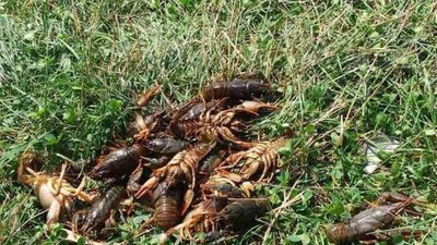 На Львівщині заборонили виловлювати раків