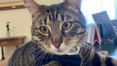 Садовий загубив головного кота Львова