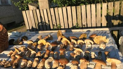 На Львівщині стартував сезон білих грибів (ФОТО)