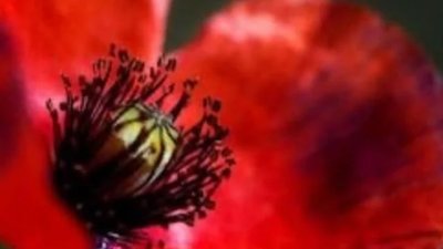 Україна відзначає День пам’яті та примирення