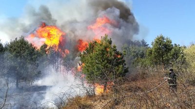 Упродовж доби рятувальники ліквідували 4 пожежі у лісових масивах