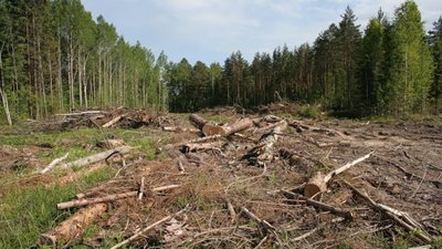 Йшли на звук бензопили, і знайшли злочинців