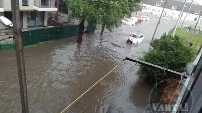 У Львові на кілька шкіл та закладів культури впали дерева (ВІДЕО)