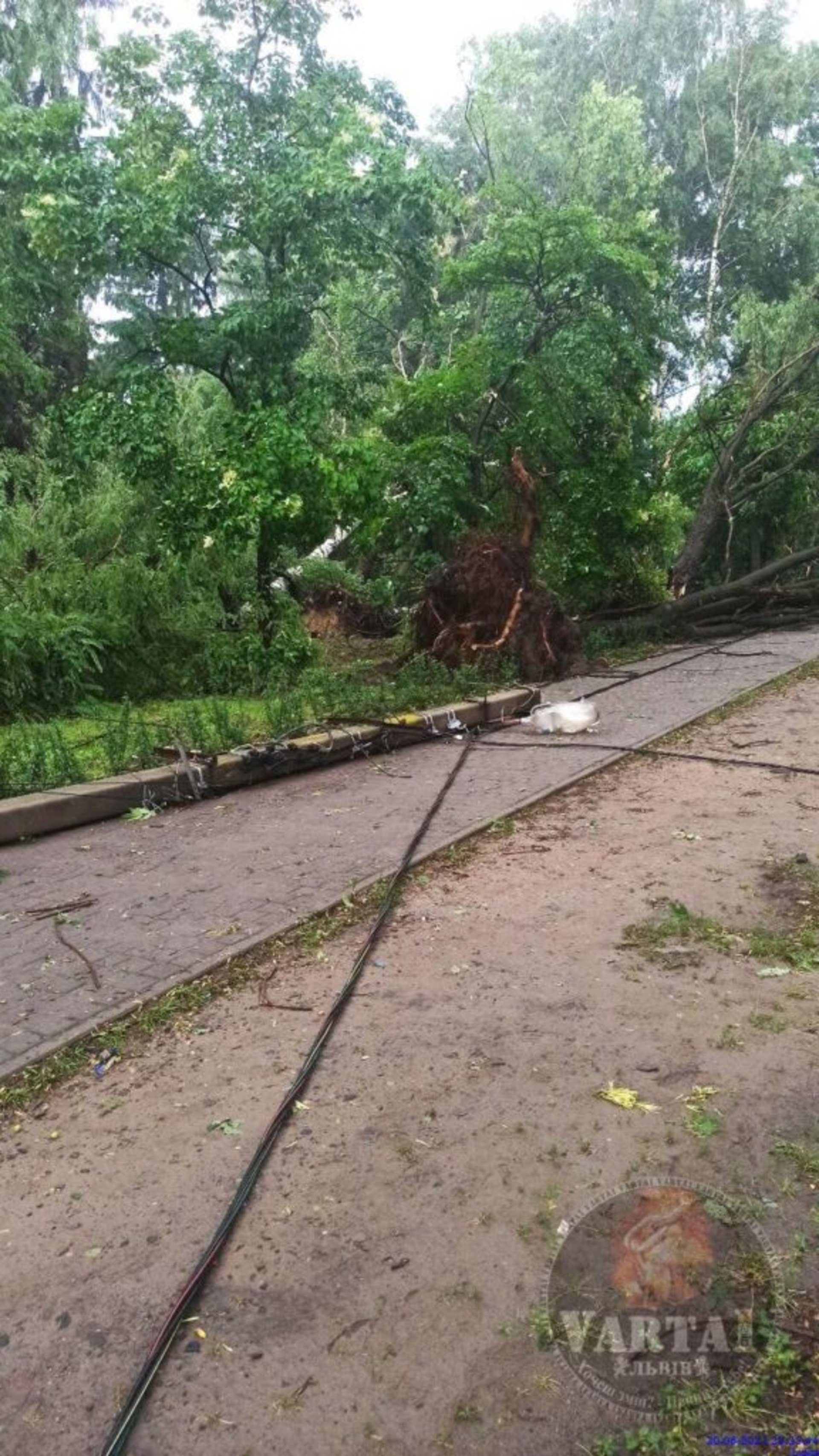У Львові на Левандівці негода повалила дерева