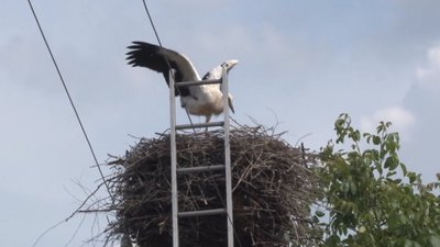 Як на Львівщині з гнізда рятували лелеку (ВІДЕО)