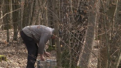 На Волині розпочали збір березового соку (ВІДЕО)