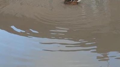 На Львівщині у калюжах поселились дикі качки