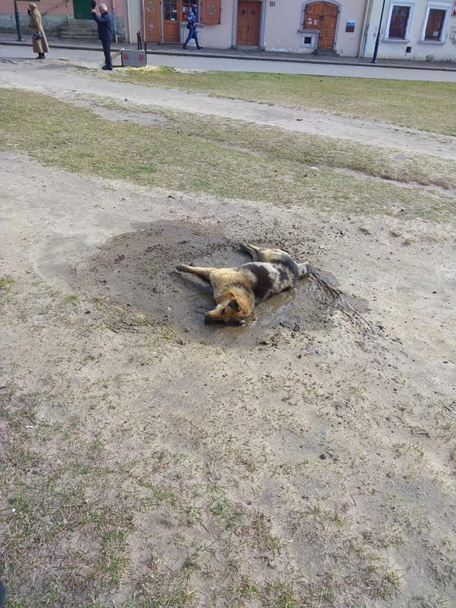 У Жовкві в страшних муках загинула собака. Фото: Ігор Муравський.