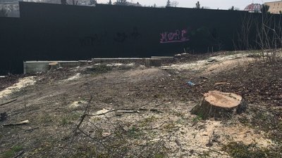У Львові почали масово зрізати дерева (ФОТО)