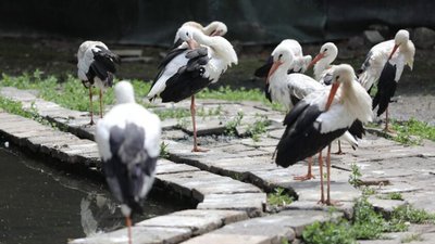 Домівка врятованих тварин запустила «кишеньковий притулок»