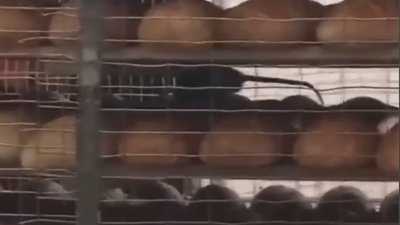 У Новояворівську в пекарні гуляють щурі (ВІДЕО)