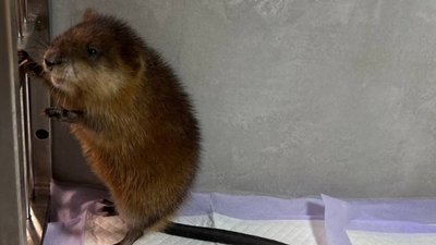 У Львові знайшли поранену ондатру