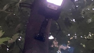 У Львові варварським методом знищують дерева