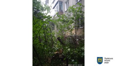 У Львові негода повалила 11 дерев (ФОТО)
