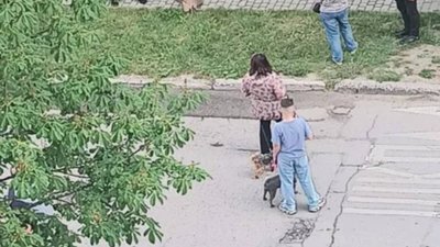 У Львові дика тварина загинула, врізавшись в огорожу дитсадка