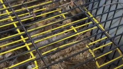 У Львові небайдужі врятували білок, яких власники викинули на вулицю (ФОТО)
