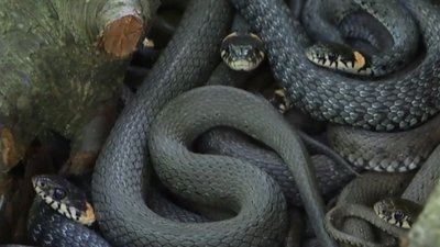 Львівські фермери домоглися, щоб змій визнали свійськими тваринами і фермерським продуктом