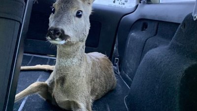 На Львівщині врятували косулю, яку збила машина