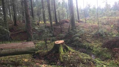 На Самбірщині браконьєри знищують лісові масиви (ФОТО)