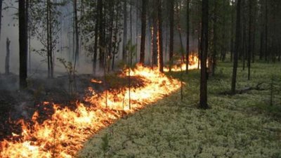 Львів'янам та мешканцям області нагадують про пожежну безпеку в лісі